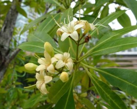 Vasfa, Tembusu - Etnobotanikai különlegességek az Egzotikus Növények Stúdiója kínálatából